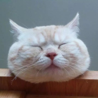 瞌睡猫聊体育