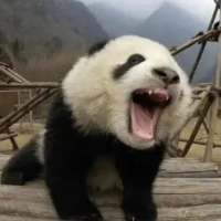 熊猫来了窝