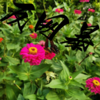 阿玉有话说