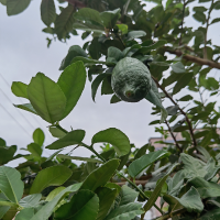 青柠煮酒
