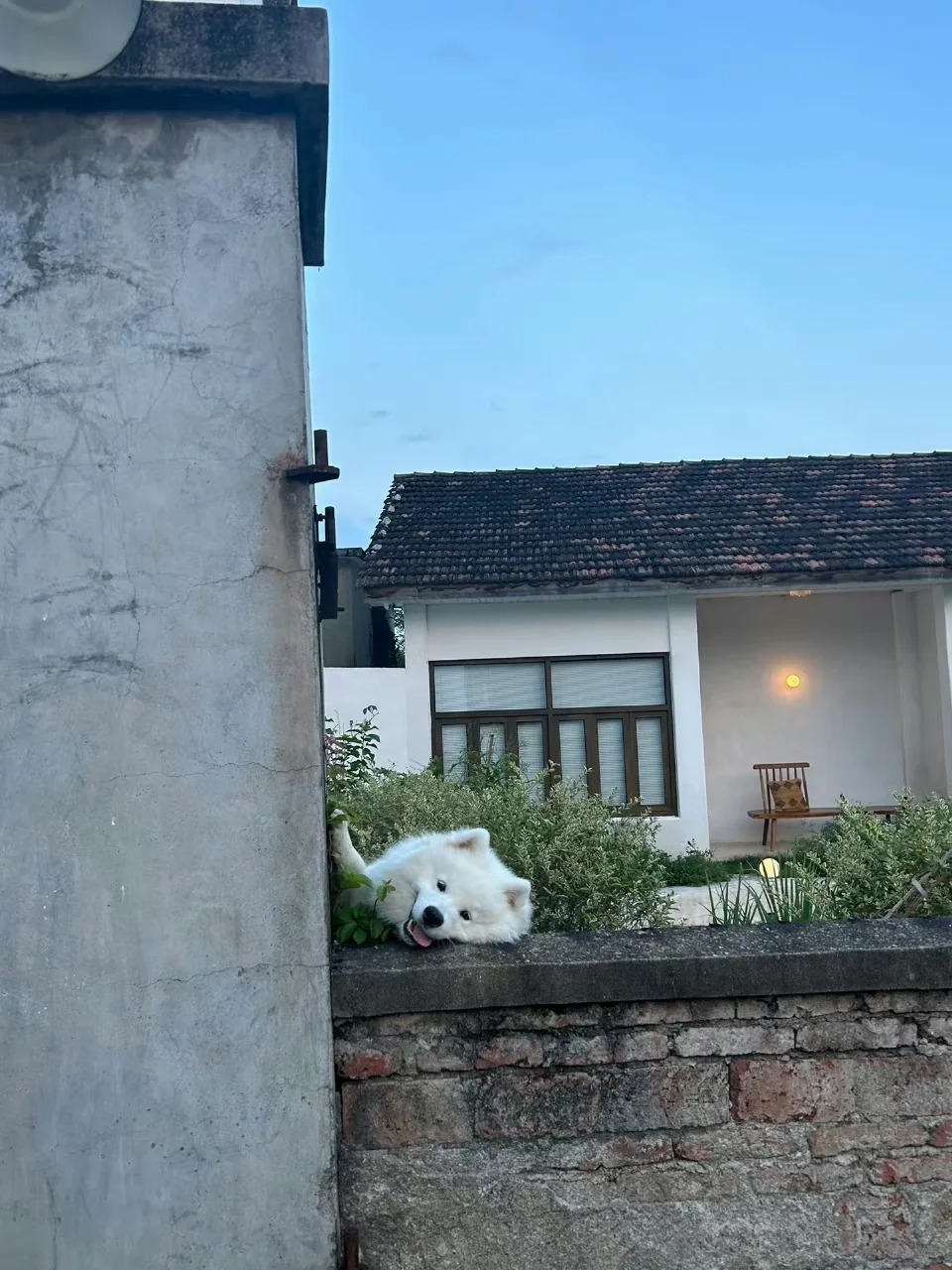 一只耶耶出墙来