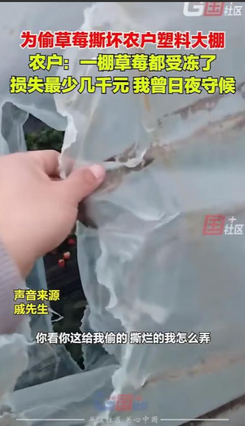农户种植的草莓马上可以采摘，有人为了偷草莓撕开大棚溜了进去，导致一整棚草莓受冻损