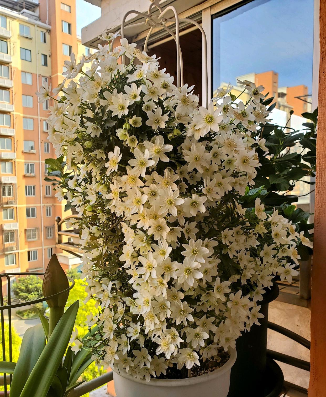 






春已至，很快就是铁线莲的“主场”了，给大家介绍一款一类早花铁线莲—