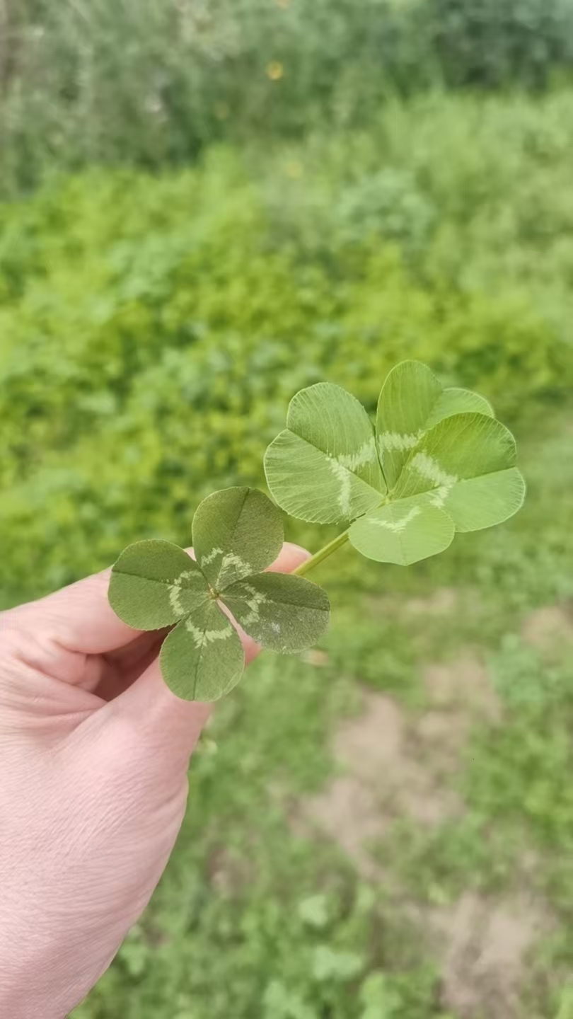 情人节当天，我让老公给我转520，老公不转，还说：“我们是夫妻，不是情人，你让你