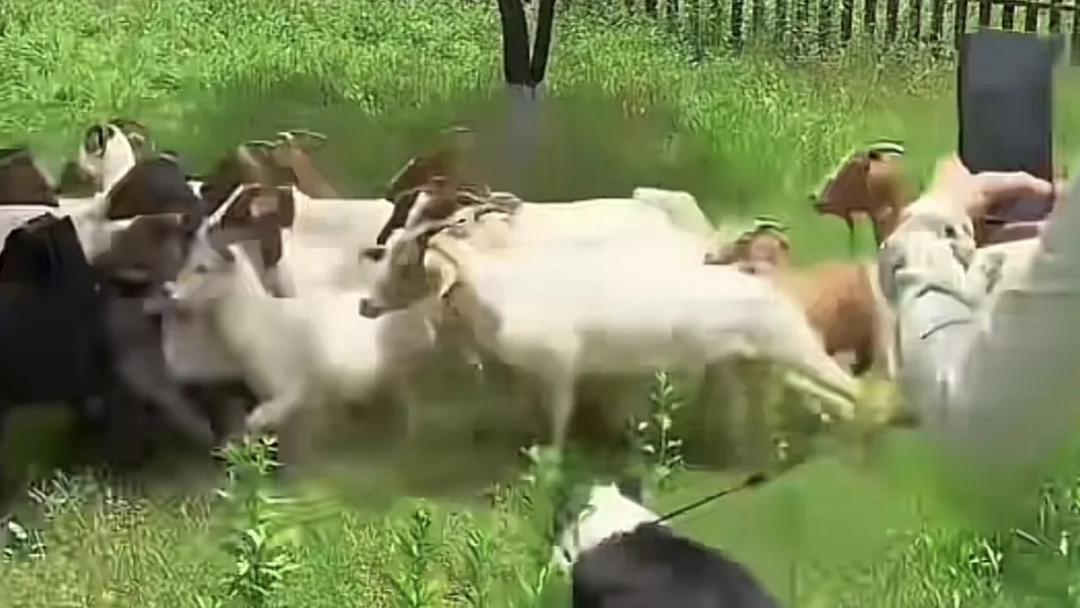 主人给4只边牧买了51只羊，让狗子体会牧羊的乐趣。