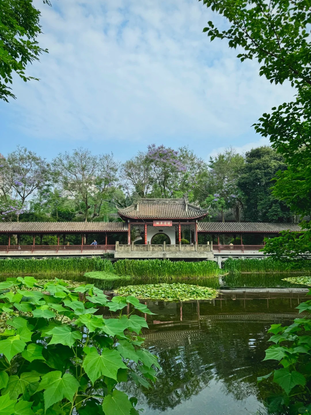 成都市区🍃超适合初夏逛的无人松弛感公园
蓝花楹、三角梅、睡莲、初夏的荷花…
都