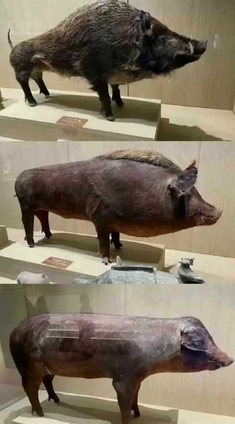 三张图让你了解野猪是如何退化成家猪的