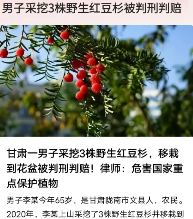 2020年4月，甘肃，老人途经某山梁上时，发现3株野生红豆杉，遂用手拔出，装入自