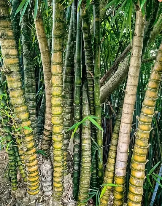 老家的竹林里，竹子长得密密麻麻。看着这些竹子，我犯起了愁，这能干什么呢？难道只能
