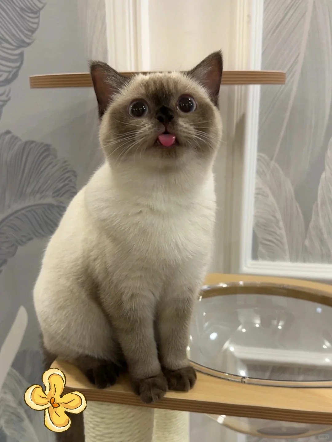 养了暹罗建议别发朋友圈
养了暹罗建议别发朋友圈，发评论区让我看看