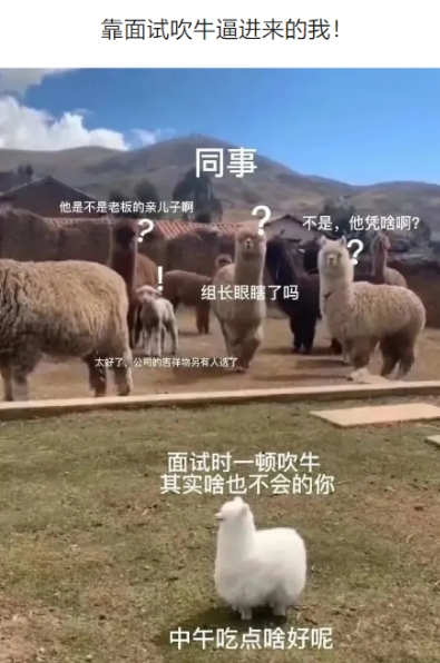 靠面试吹牛逼进来的我！