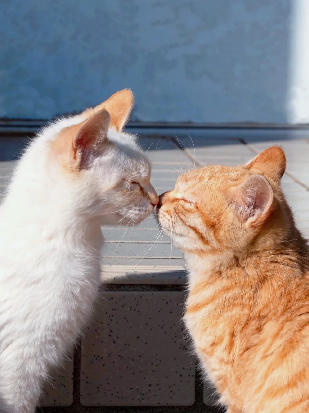 猫咪亲亲真是太治愈啦