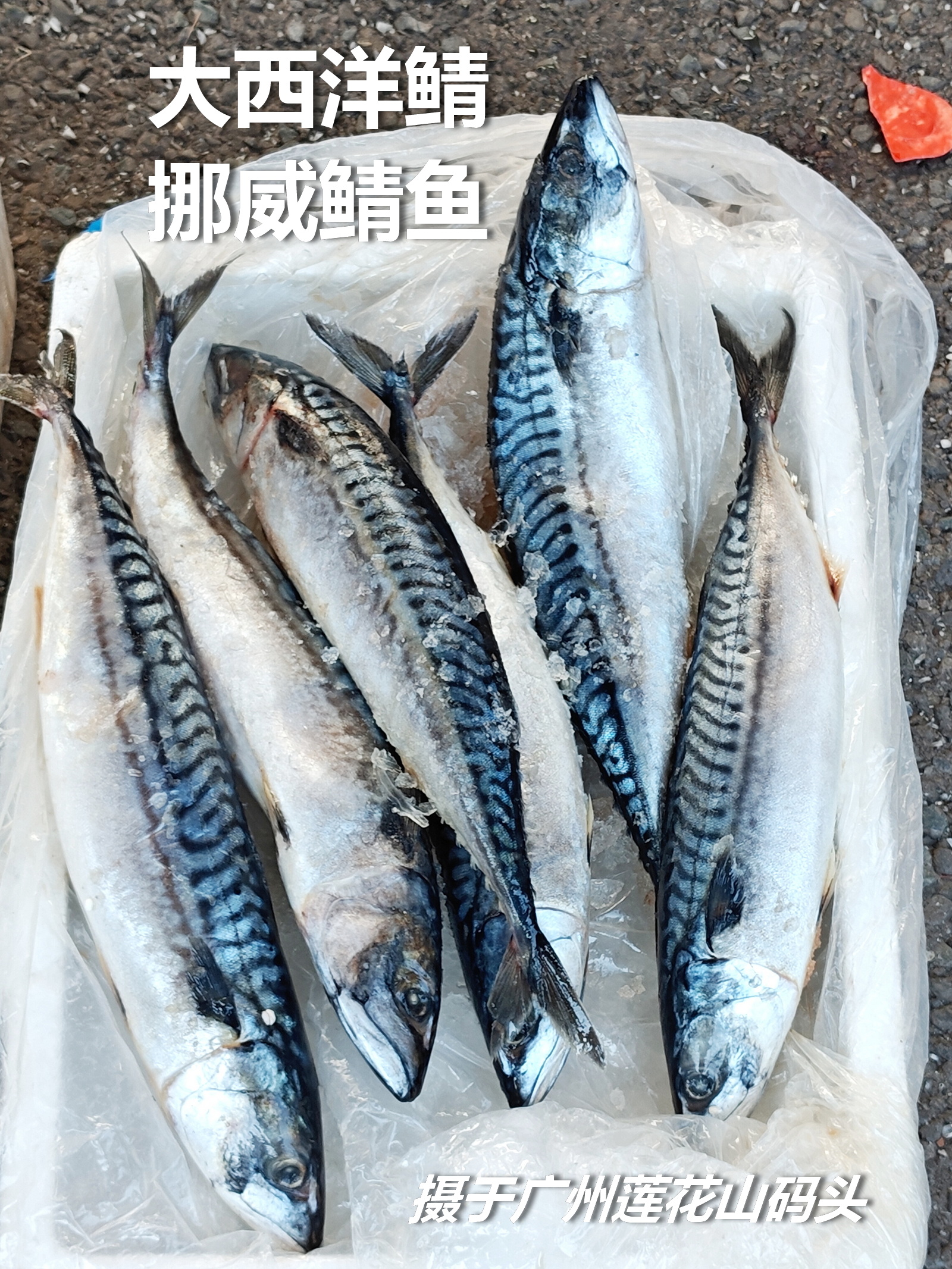 市场博物：大西洋鲭鱼/挪威鲭鱼。

世界上有5种海洋经济型鲭鱼，名称和形态见图2