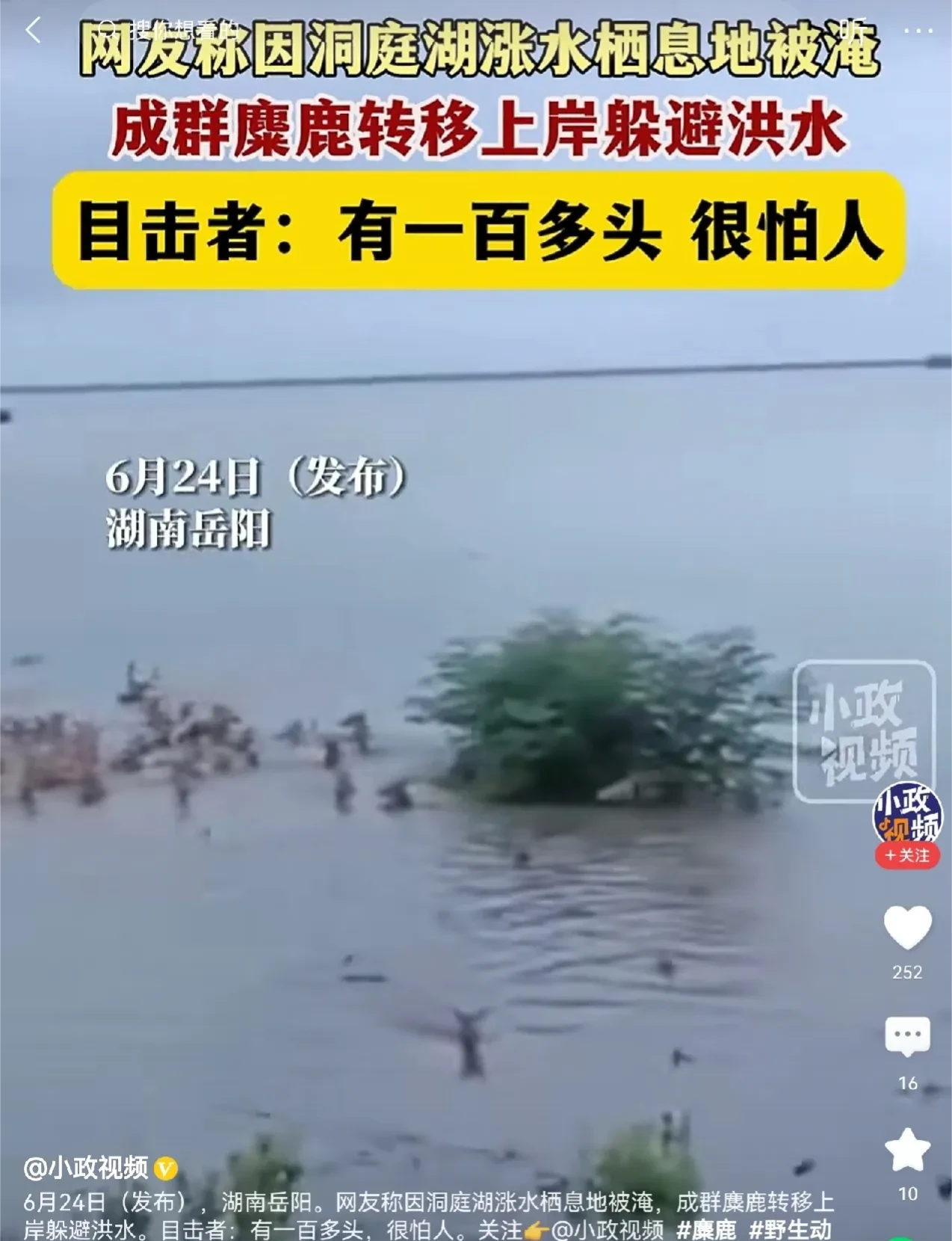 你见过成群结队的麋鹿吗？如果不是洪水，估计大家很难看到这样的场景。最近，栖息在湖