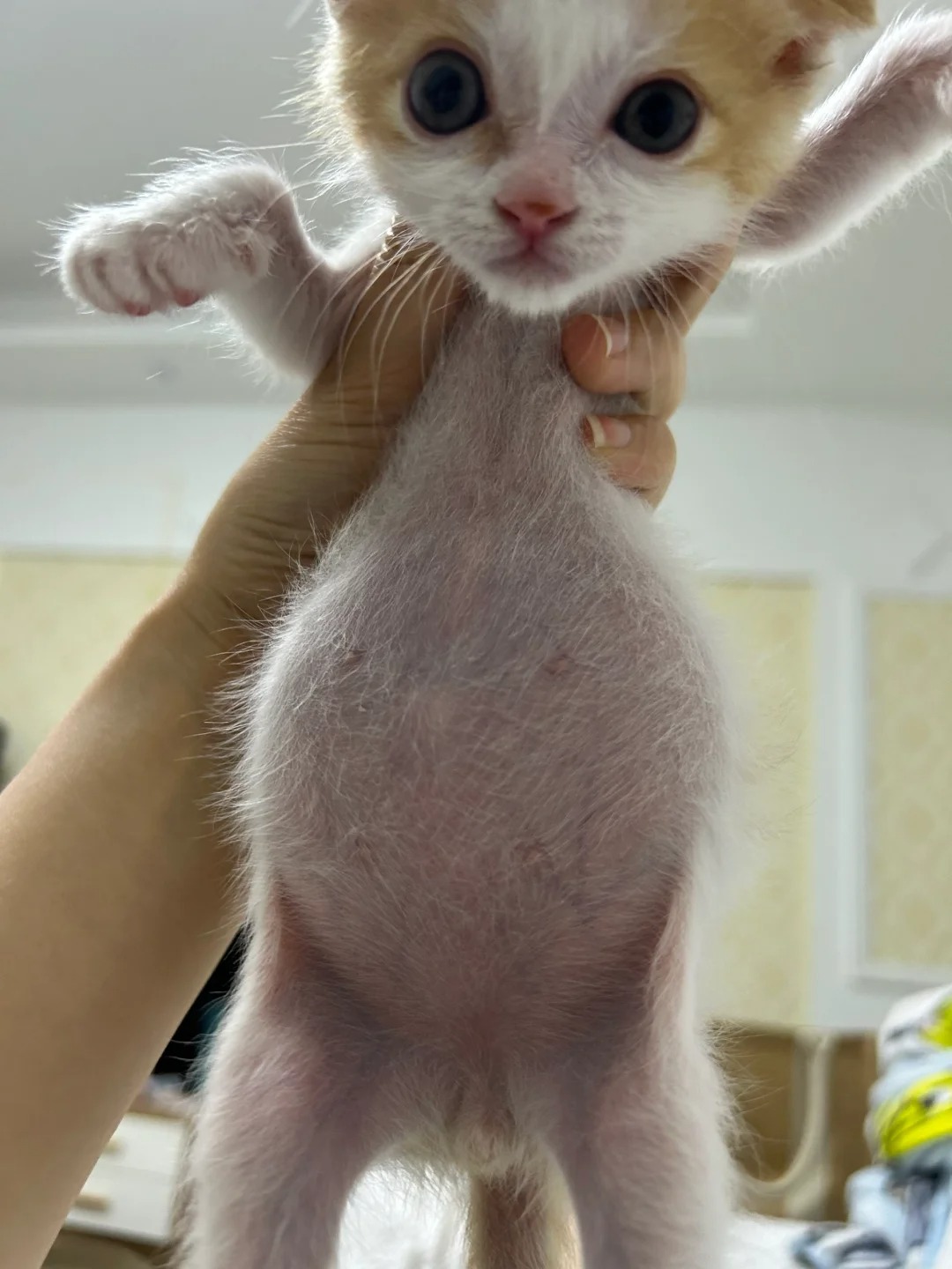 以后再也不想捡小奶猫了
这问题太多了，好难呀
小奶猫好像不知道饥饱，每次给它放多