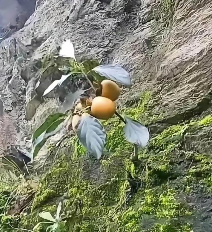 山上发现的，莫非这是仙果？