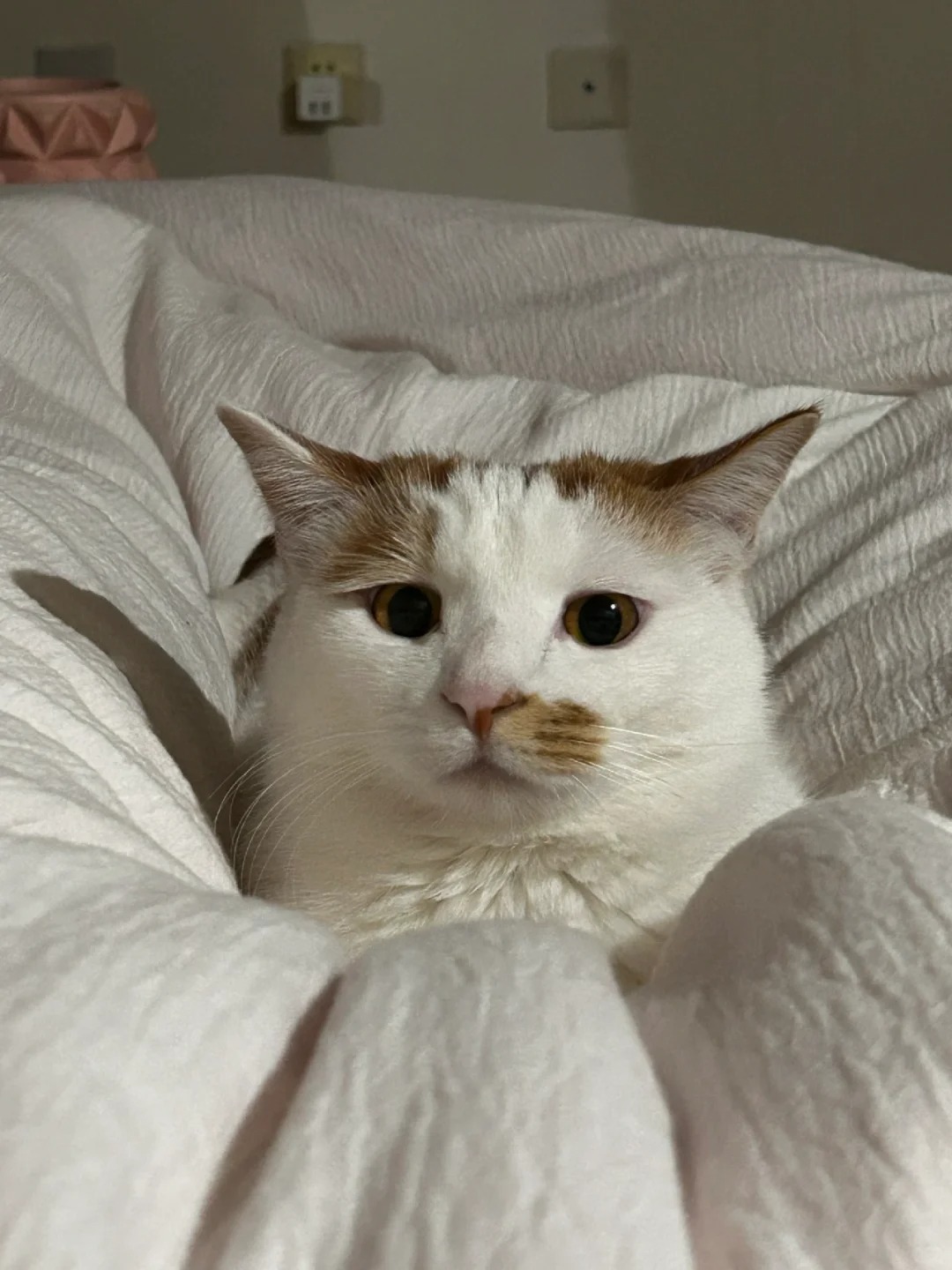 我去年不是洗过澡了吗怎么今年还要洗
一个小蒜头轻轻地碎掉