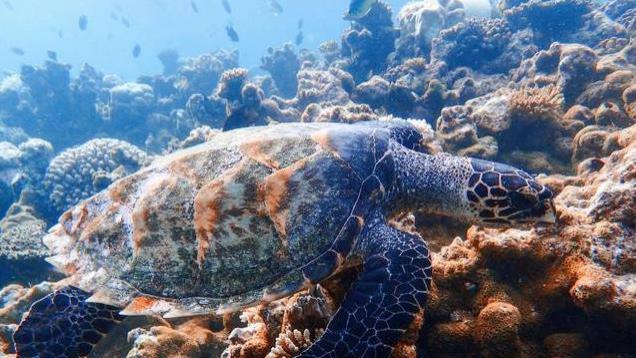 吃海龟3死31送医，菲律宾穷人现状：下水道找食物，垃圾堆选食材
