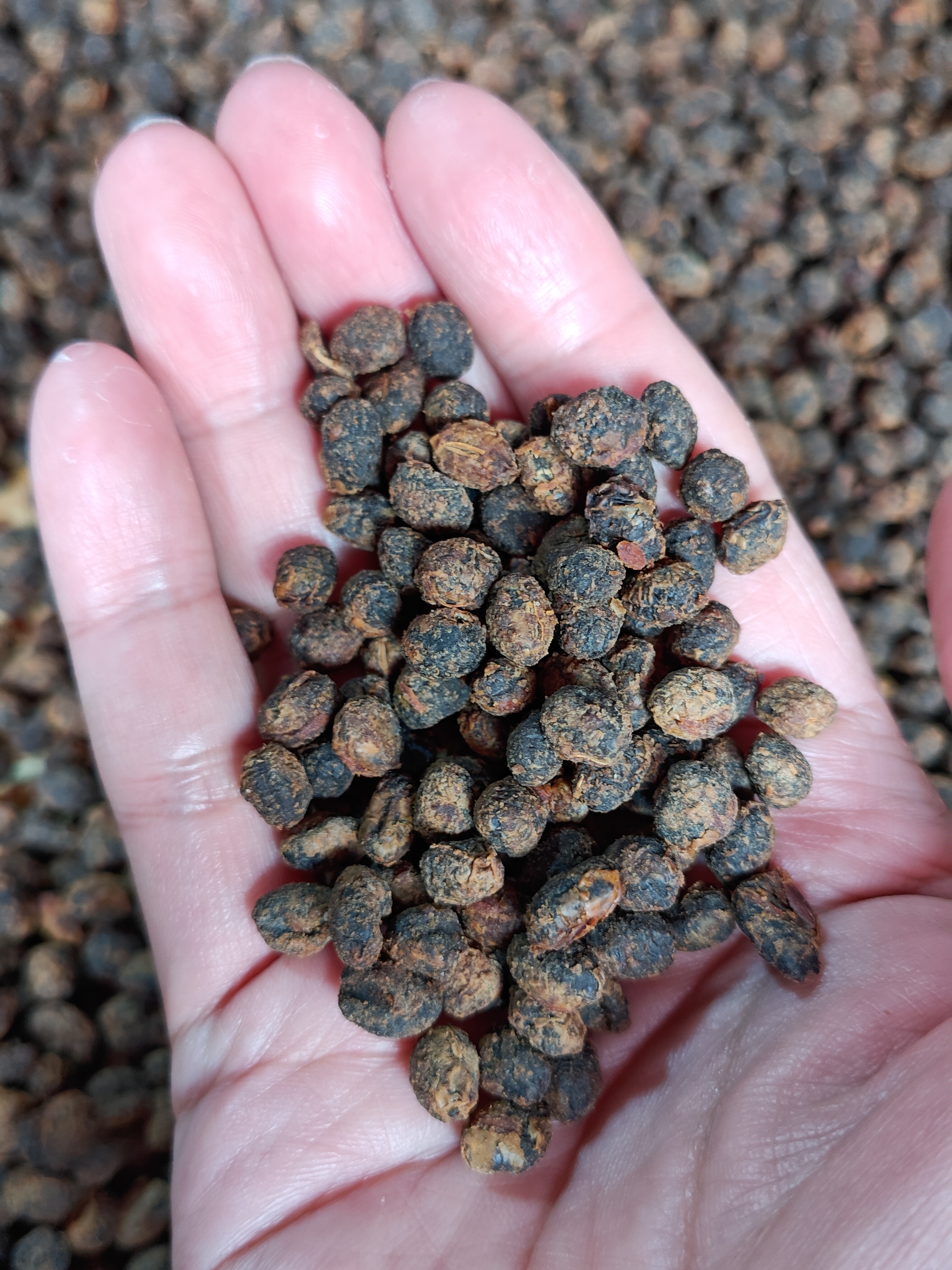 罗定豆豉，有黄豆豉和黑豆豉两种，风味不同，都是15一斤。豆豉是好东西，平民恩物，