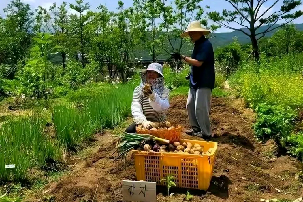 文在寅绝对是韩国最聪明的总统，退休了直接搬去乡下种菜，远离政权！

以前的部门直