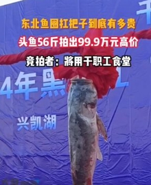 黑龙江鸡西兴凯湖冬捕节开幕，头鱼拍出99.9万的高价，小百万的头鱼长啥样？