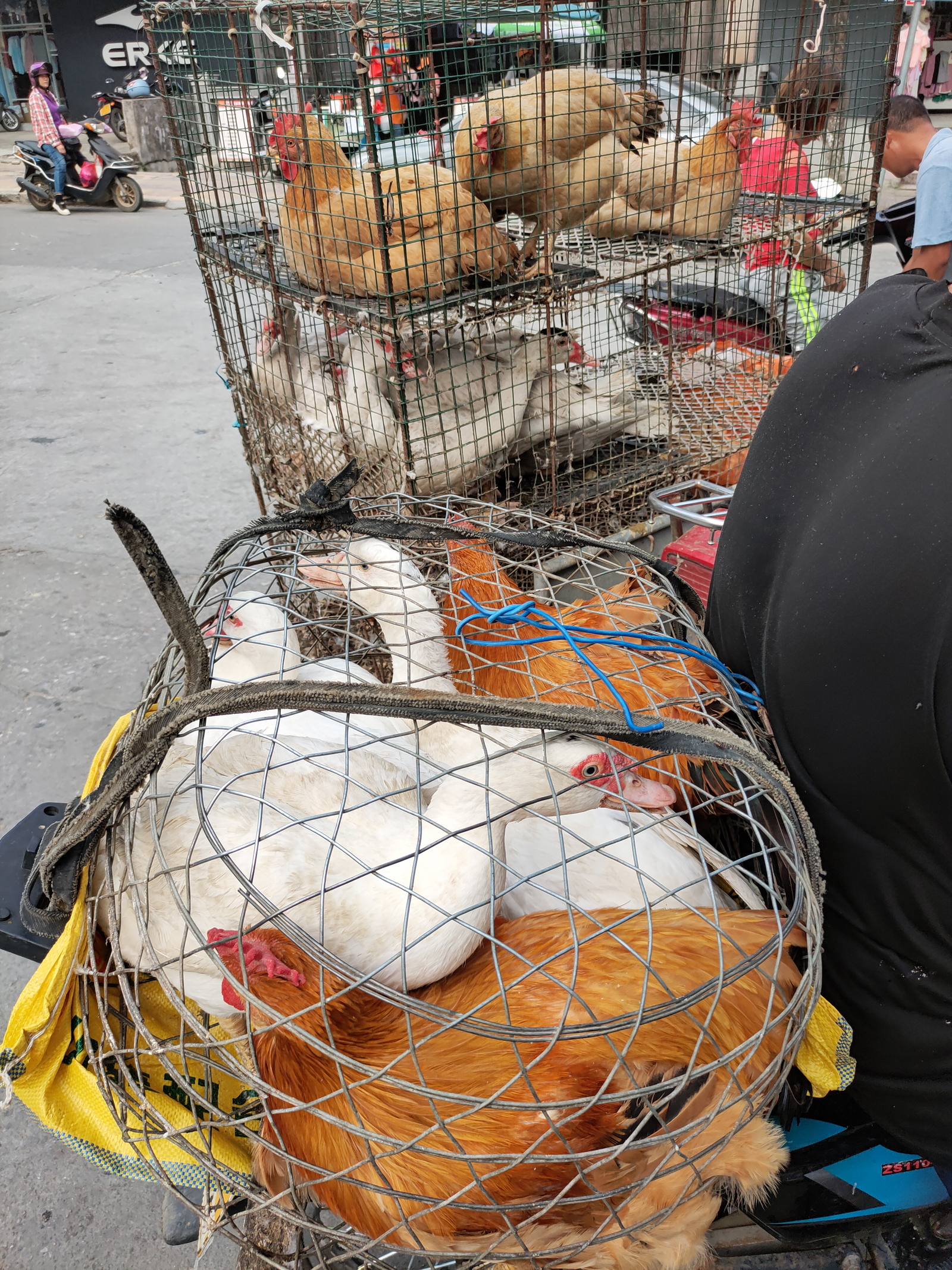 想买个胡鸭（番鸭），但市场没见到纯种，通常是全身白头上有一点黑毛，红脸但黄脚的杂