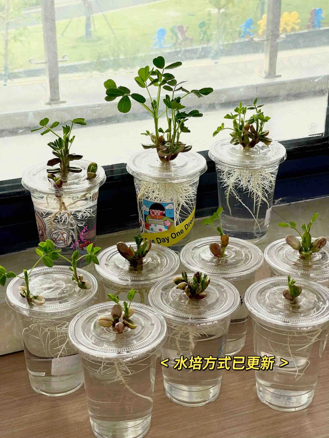 🌱水培花生，轻松打造绿意小天地！🥜

，今天我要和大家分享一个超级简单又有趣