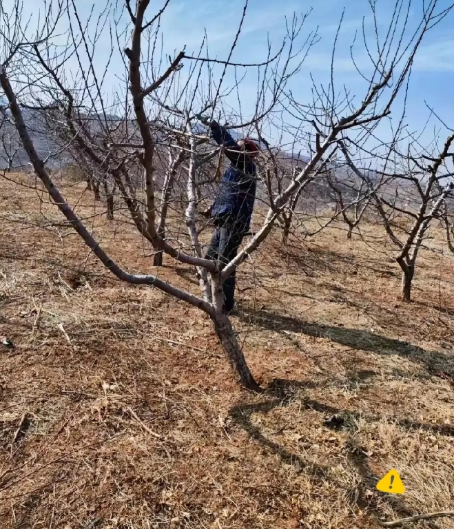 家人们，我必须得跟你们唠唠！你们敢信吗，咱普普通通的农村里，藏着个种樱桃的大能人