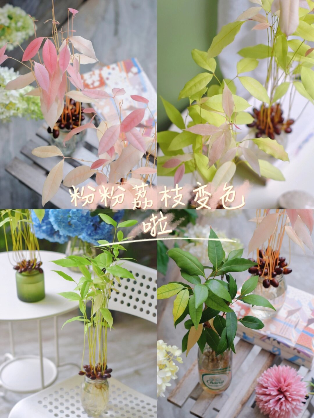 水培粉色荔枝，见证一场色彩的魔法🍃

夏天，是荔枝的季节，也是水培的好时光。你