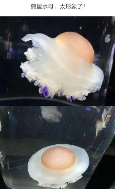 这太形象了