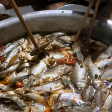 昨晚网了一筐鱼回来，便让老婆中午做来吃。结果下班回家吃饭时，看到桌上这一盆鱼，着