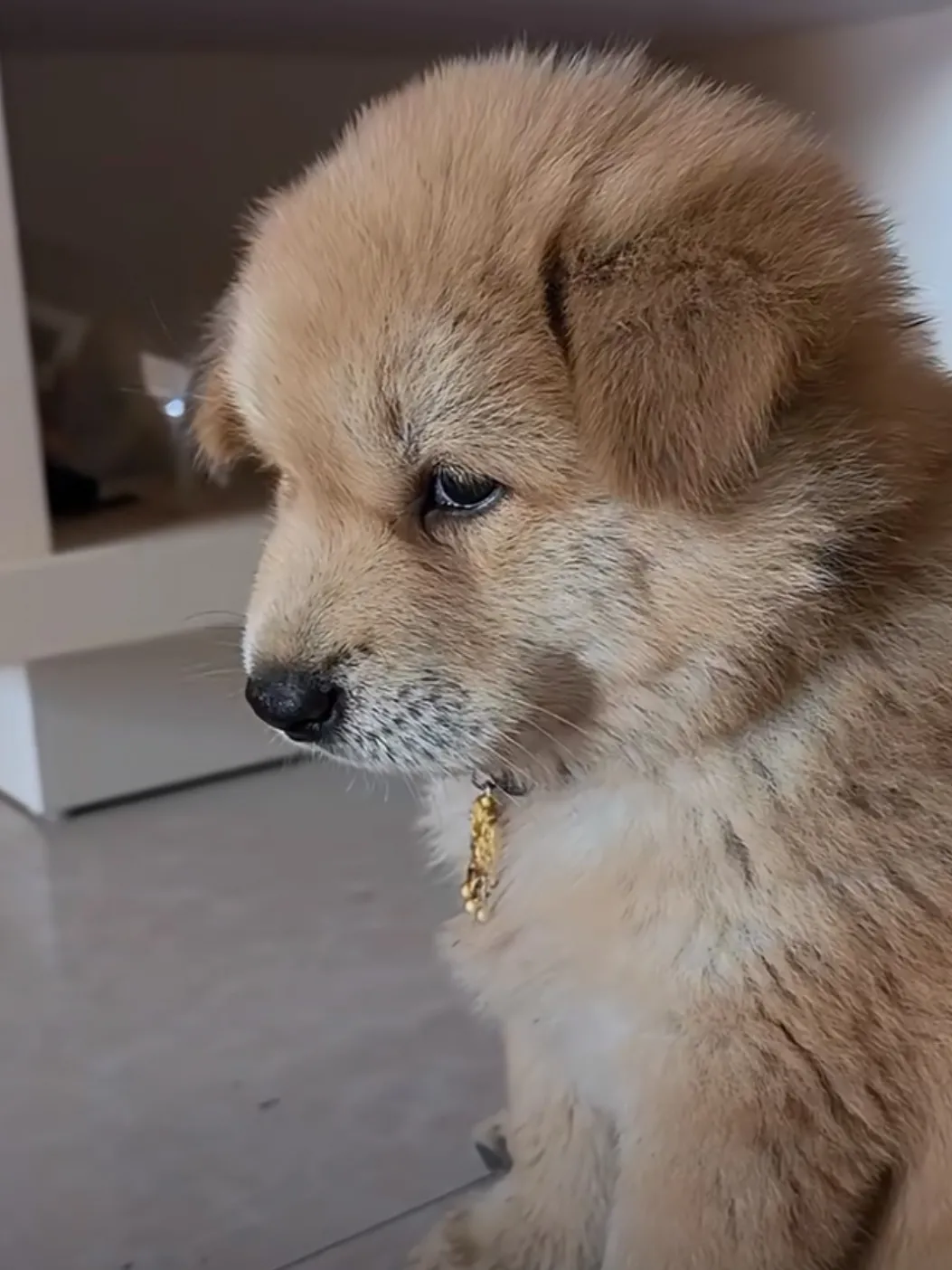 狗狗，你是最可爱最温暖的