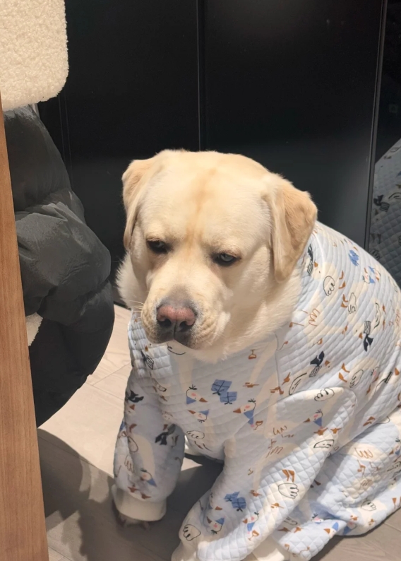 不是我说，穿上衣服的它真的很像小宝宝啊！