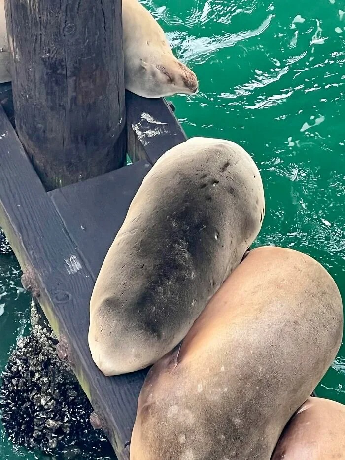 一些觉得这个地球超级可爱的瞬间
🐨🐰🐶🦊🐯🐹🐷🐱🐭🐼🦁

