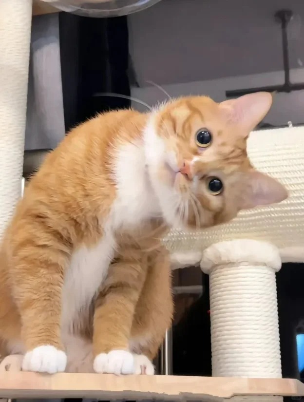 想养橘猫，来个人劝退我
真的很想养一只橘猫啊家人们，橘猫有没有什么缺点，听说掉毛