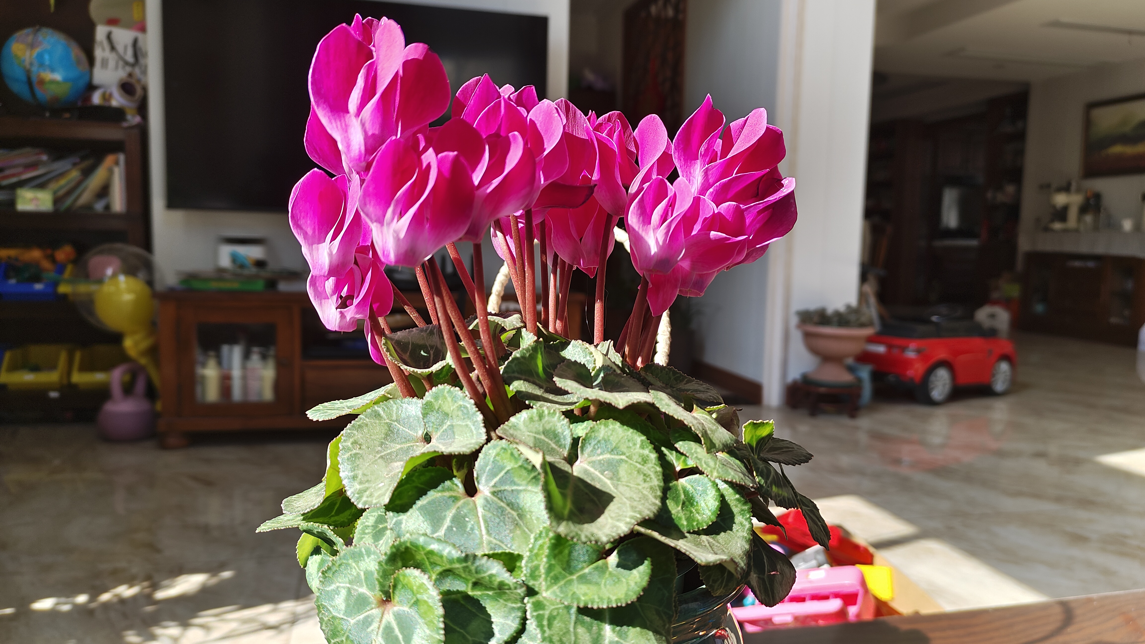 花期超长的年宵花～仙客来