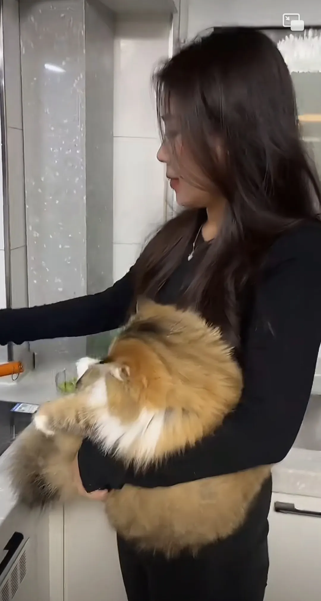 这猫咪给惯坏了
