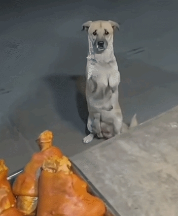 有摊主分享他的卤菜店早上只要一开门，就会有一只流浪狗过来乞讨，而且它居然无师自通