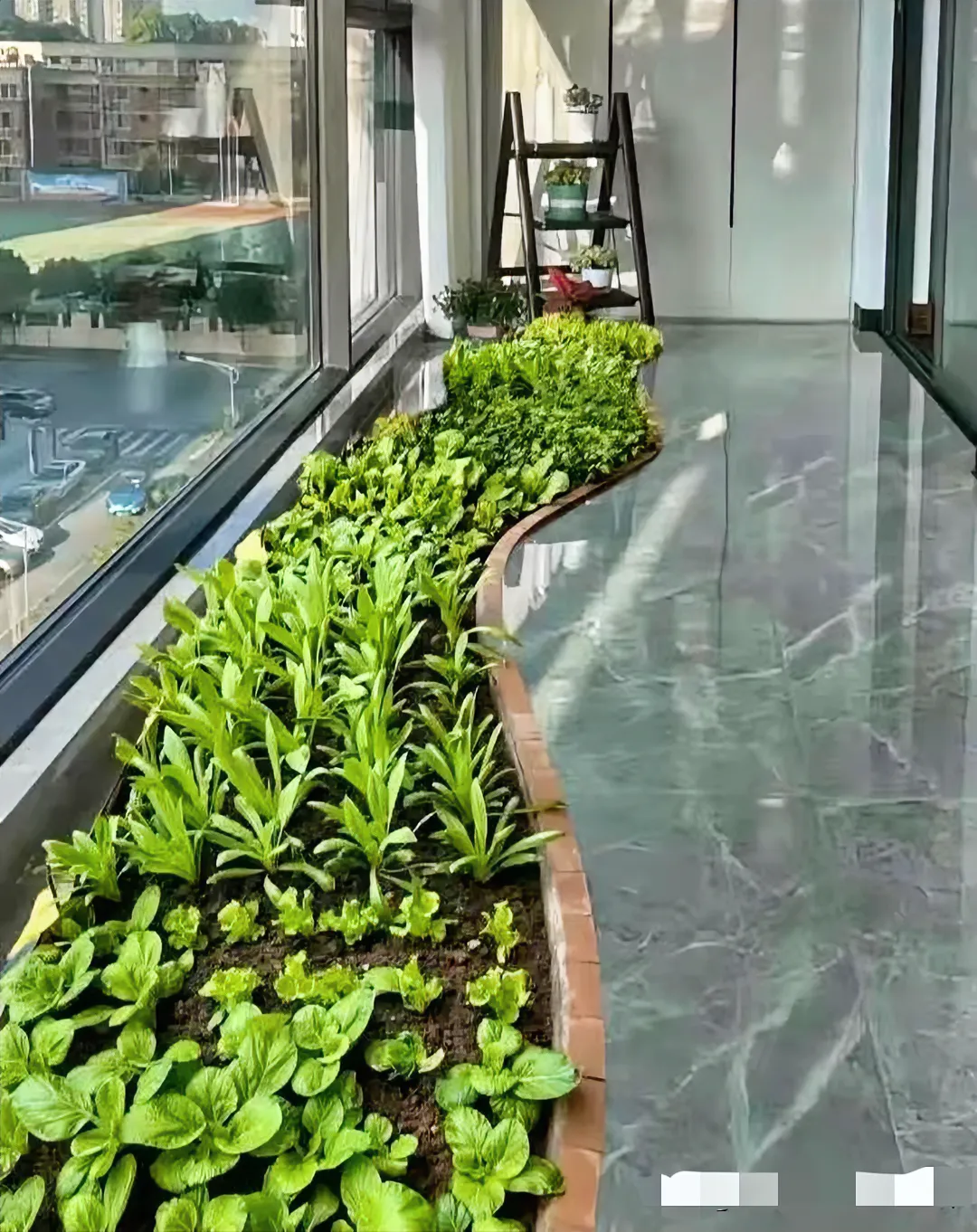 婆媳打起来了，就因为在房屋里种菜，广东东莞一男子遇到了一件让他两难的事情，因为他