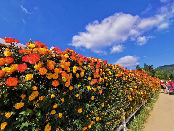 你也有五一假期出行，综合困难症嘛？去远的地方，路费太贵。去近的地方，心有不甘。去