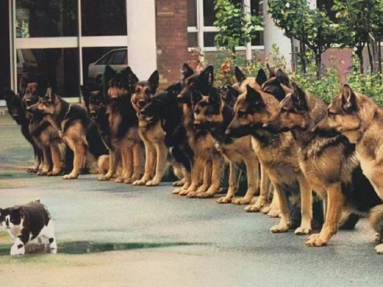    原来警犬也有期末考试！1987年德国，警犬的期末考试是在猫的面前保持冷静 