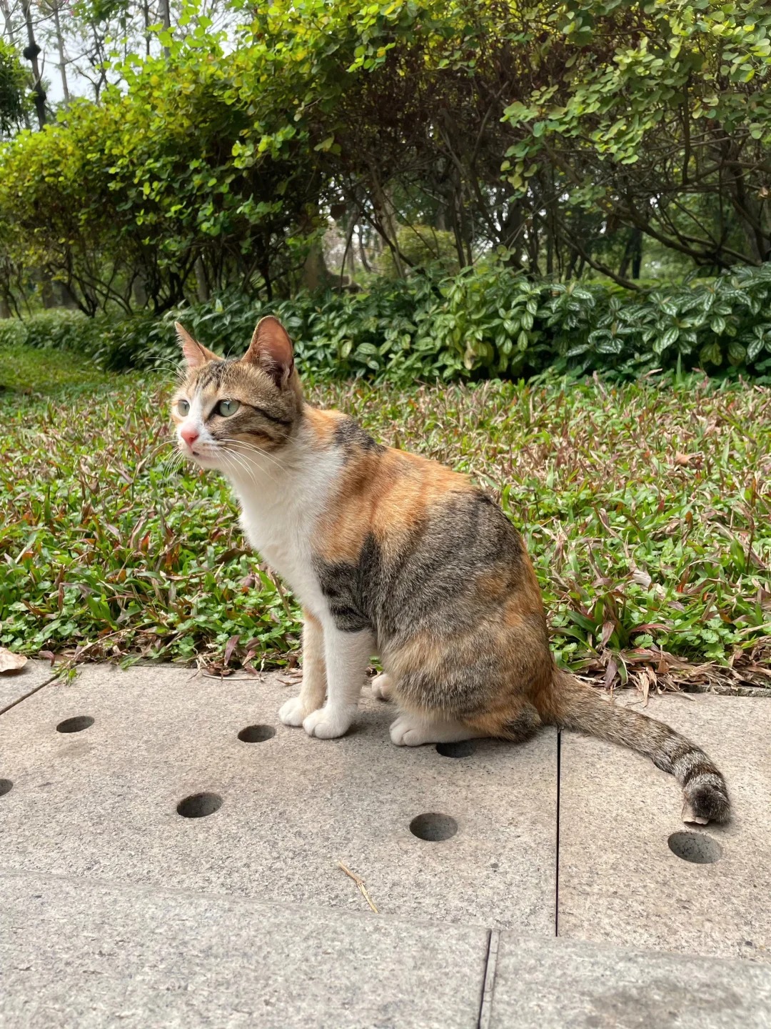为什么被抛弃的总是三花猫啊😫