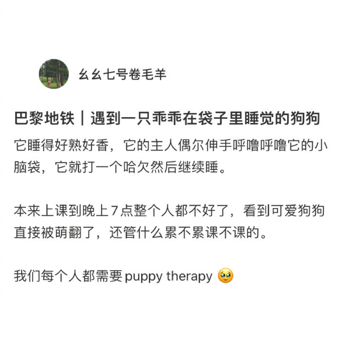 疲惫的一天被狗狗治愈了