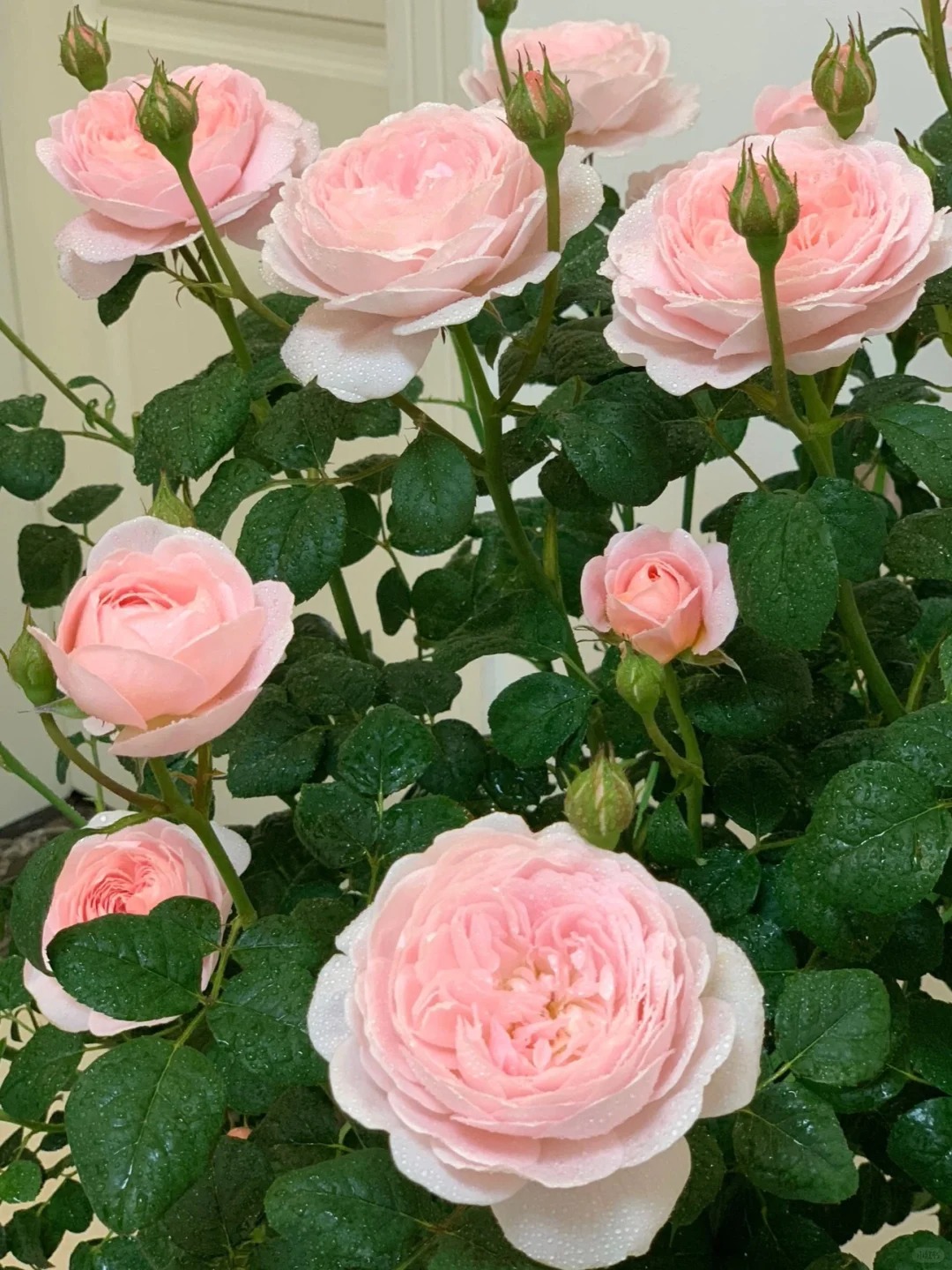 月季中的天花板 没人反驳吧
瑞典女王真的天花板级别了

4⃣️yuan的月季 越