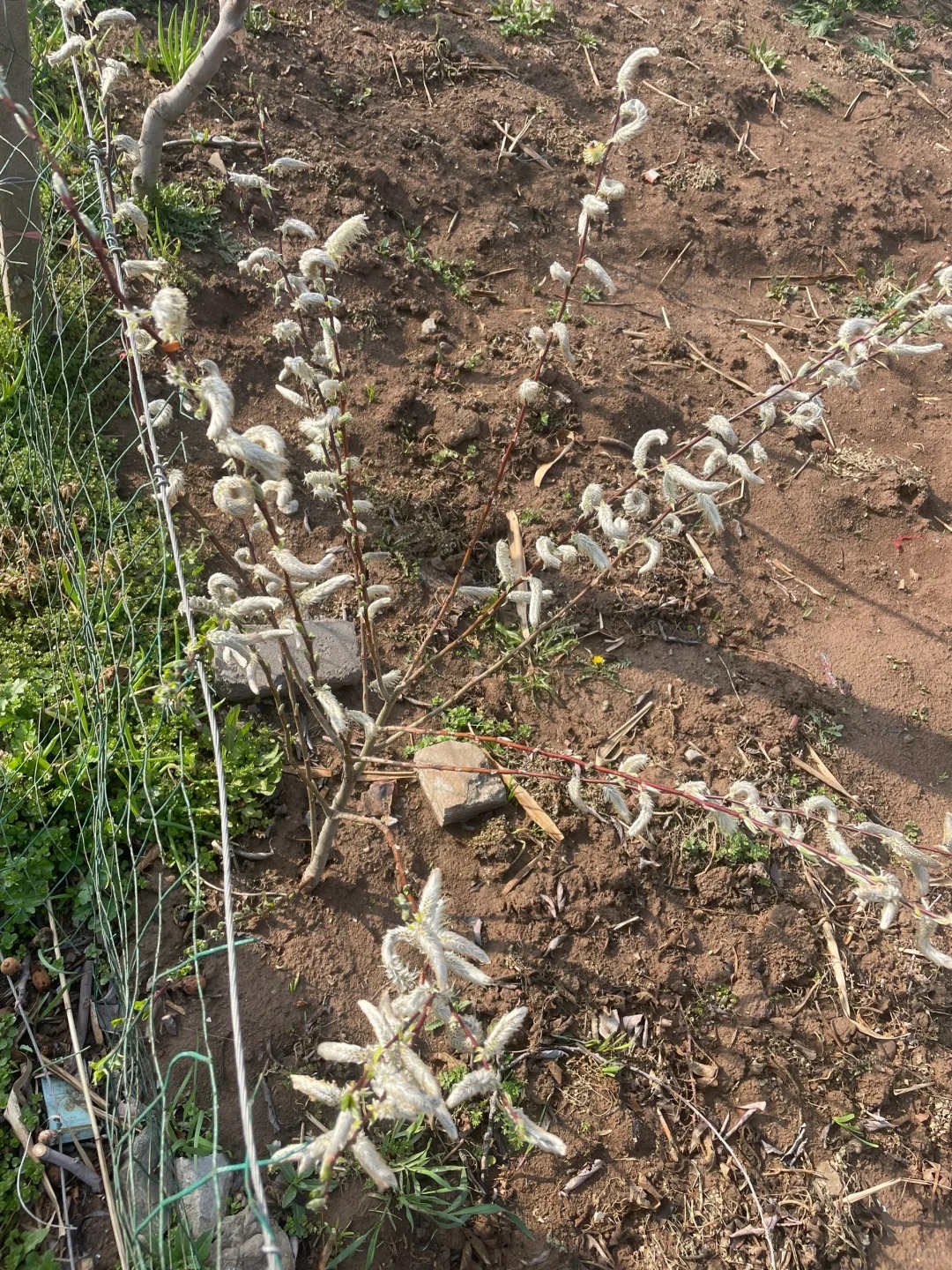 这是什么树，买的时候卖家跟我说是黄桃。结果是这个样子…肯定不是黄桃了，只想弄明白