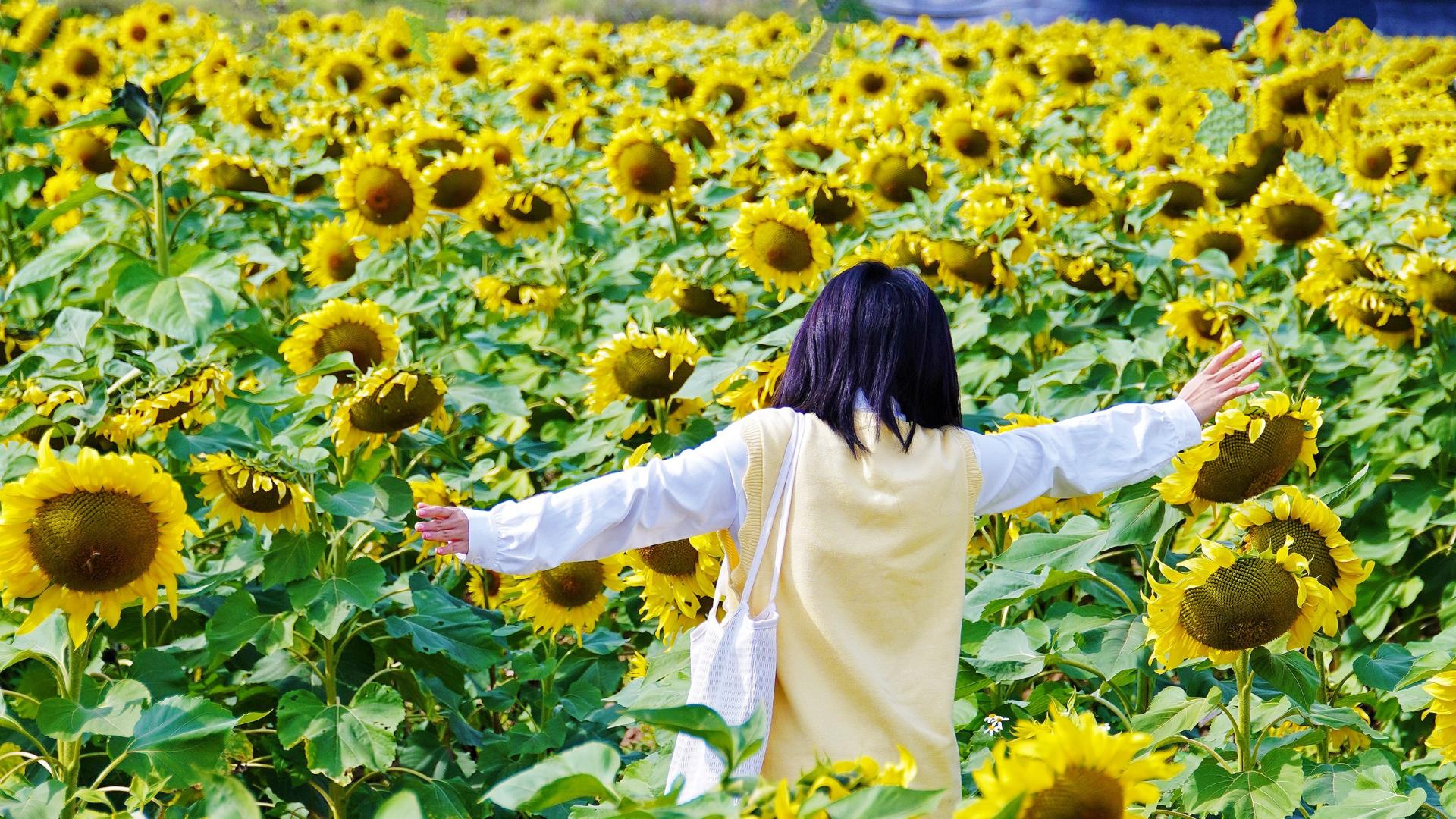 广州南沙 | 再冷的冬天，也有向日葵温暖🌻