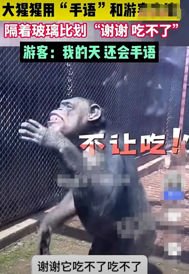 游客逛动物园，看到一只大猩猩隔着玻璃向外张望，便打手势将手中的食物给它吃。没想到