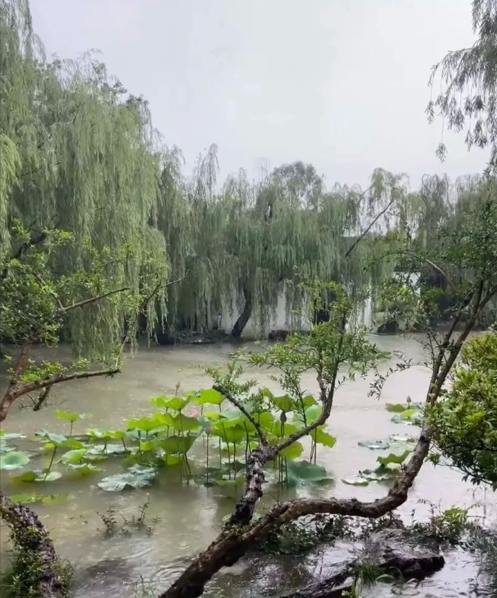 今年的雨，今年的水，今年的雨水太吊诡！就连苏州园林都被淹了

“有图有真相”。请