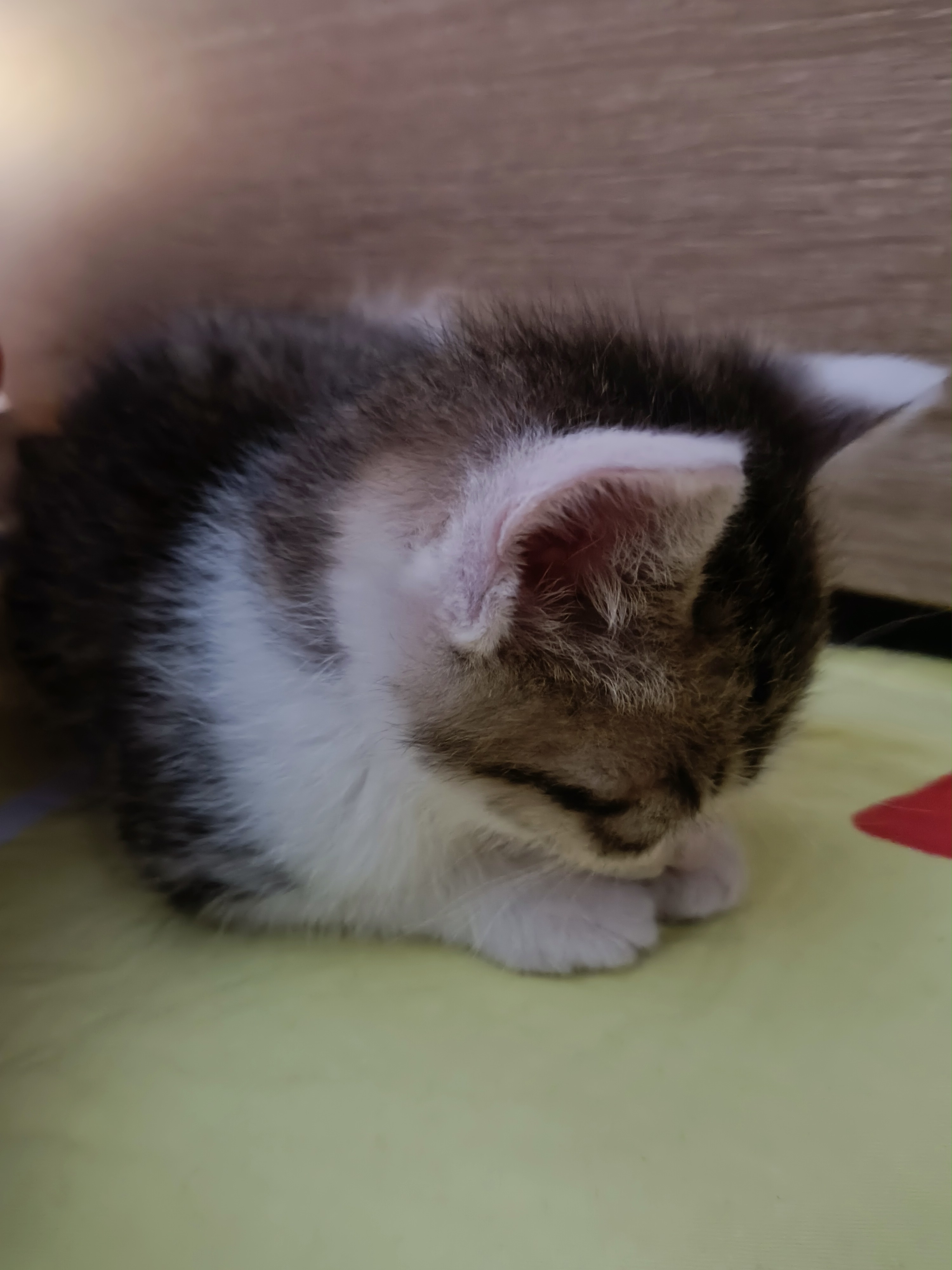 小猫咪怎么可以这么可爱的睡姿