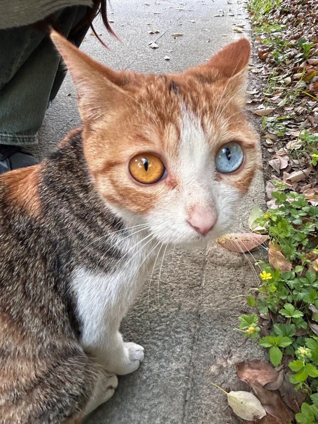 捡垃圾遇到了一只猫🐱